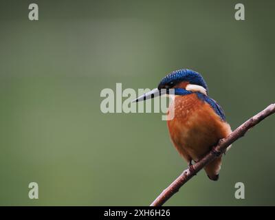 Les jeunes oiseaux surveillent vers le haut les prédateurs aériens et regardent vers le bas dans l'eau pour leur prochain repas. Banque D'Images