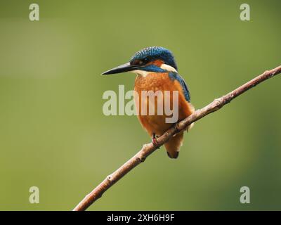 Les jeunes oiseaux surveillent vers le haut les prédateurs aériens et regardent vers le bas dans l'eau pour leur prochain repas. Banque D'Images