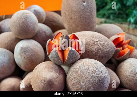 Fruits en sapote Mamey en vente sur les marchés Mercado de Abastos dans la ville d'Oaxaca, Mexique. Banque D'Images