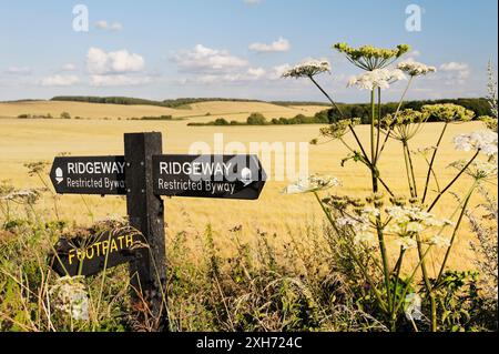 Le Ridgeway. Inscrivez-vous sur 5000 ans chemin longue distance vu entre Château et Uffington Wayland's Smithy. Oxfordshire, Angleterre Banque D'Images