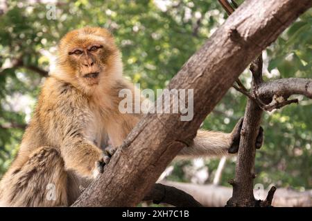 Macaque barbaresque femelle sauvage (Macaca sylvanus) dans une branche dans la forêt Setti Fatma, Maroc - photographie de la faune Banque D'Images