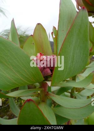 Épicé Conebush (Leucadendron tinctum) Groot Swartberg au-dessus de de Hoek : ces plantes poussent à environ 3 km de de Hoek en route vers Gouekrans Banque D'Images