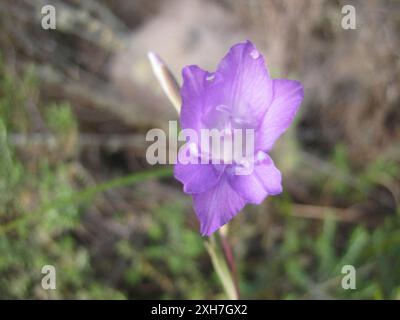 Réserve de dunes Molerat de l'Afrikaner bleu (Gladiolus carinatus) Banque D'Images