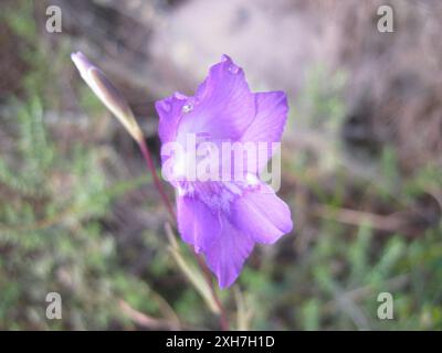 Réserve de dunes Molerat de l'Afrikaner bleu (Gladiolus carinatus) Banque D'Images