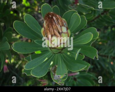 Lanceleaf Sugarbush (Protea lanceolata) sentier St Blaize sur la côte ouest de Mossel Bay Banque D'Images