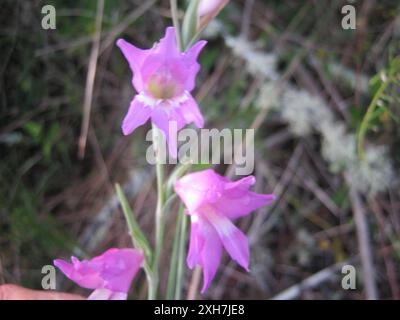 Réserve de dunes Molerat de l'Afrikaner bleu (Gladiolus carinatus) Banque D'Images