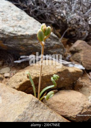 Tamarak bouclé (Albuca spiralis), min eau : min eau près de la ruine et du moulin à vent. Banque D'Images