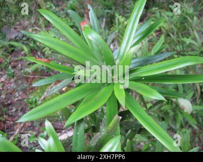 Véritable bois jaune (Podocarpus latifolius) Strawberry Hill : sur le Strawberry Hill Fern Trail sur la plaine inondable de Silver River Banque D'Images