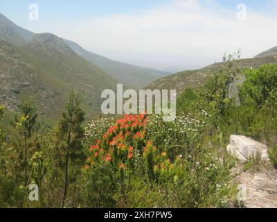 Pagode commune (Mimetes cucullatus) Spoutnik à Camferskloof Nek dans l'Outeniquas Banque D'Images