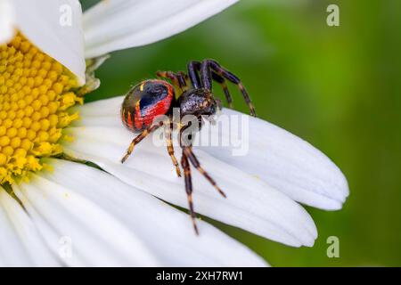 L'araignée Napoléon - Synema globosum, minuscule et belle araignée colorée des prairies européennes, République tchèque. Banque D'Images