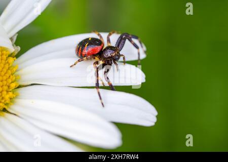 L'araignée Napoléon - Synema globosum, minuscule et belle araignée colorée des prairies européennes, République tchèque. Banque D'Images