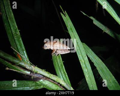 Nicaragua APPAREIL PHOTO NUMÉRIQUE OLYMPUS Cross-Banded Tree Frog (Smilisca puma), la Suerte, Costa Rica Banque D'Images