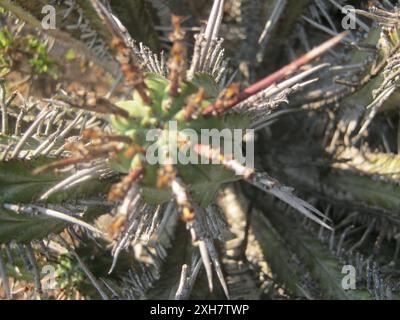 Roche Barrelwort (Euphorbia heptagona) Triangle dans la réserve naturelle de Gamkaberg Banque D'Images