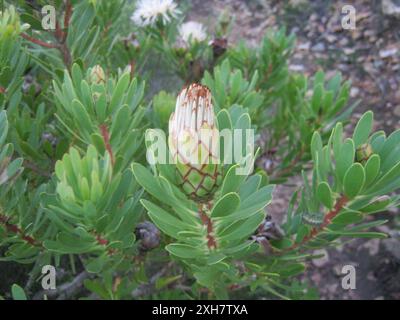 Lanceleaf Sugarbush (Protea lanceolata) sentier St Blaize sur la côte ouest de Mossel Bay Banque D'Images