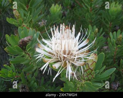 Lanceleaf Sugarbush (Protea lanceolata) sentier St Blaize sur la côte ouest de Mossel Bay Banque D'Images