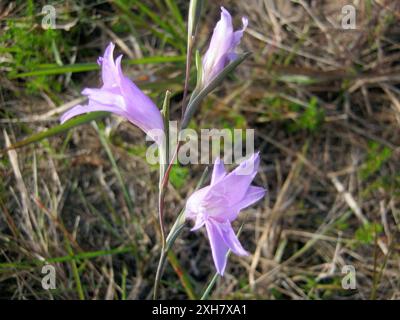 Réserve naturelle de Goukamma (Gladiolus carinatus) afrikaner bleu Banque D'Images