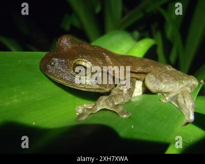 Grenouille des arbres terne (Smilisca sordida) OLYMPUS APPAREIL PHOTO NUMÉRIQUE, Tortuguero, Costa Rica Banque D'Images