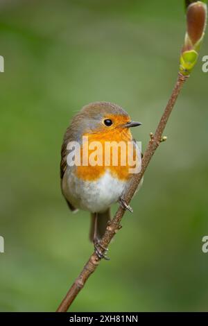 Vue de face détaillée et rapprochée d'un bel oiseau rouge-rouge sauvage (Erithacus rubecula) isolé à l'extérieur perché sur une petite branche verticale. Banque D'Images