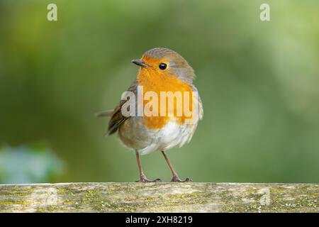 Près, vue de face de l'oiseau rouge sauvage britannique (Erithacus rubecula) isolé à l'extérieur debout sur une porte en bois, la tête tournée sur le côté. Banque D'Images