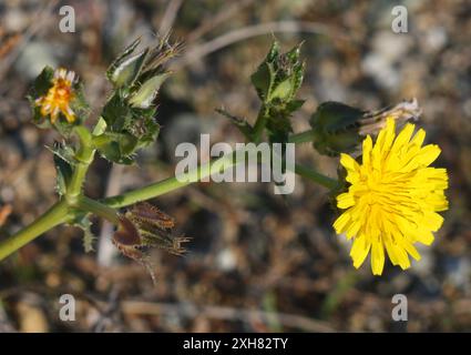 Langue d'oxine (Helminthotheca echioides) 94124, San Francisco, CA, US Banque D'Images