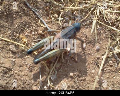 Plains lubber Grasshopper (Brachystola magna) Grant County, US-NM, US Banque D'Images