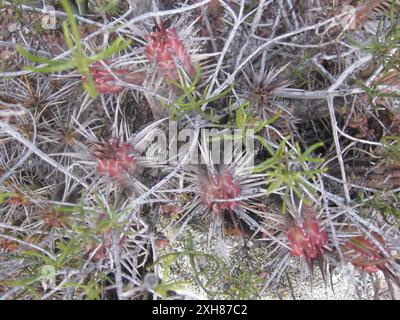 Roche Barrelwort (Euphorbia heptagona) Triangle dans la réserve naturelle de Gamkaberg Banque D'Images