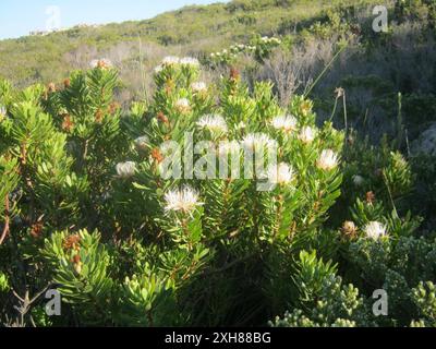 Lanceleaf Sugarbush (Protea lanceolata) sentier St Blaize sur la côte ouest de Mossel Bay Banque D'Images