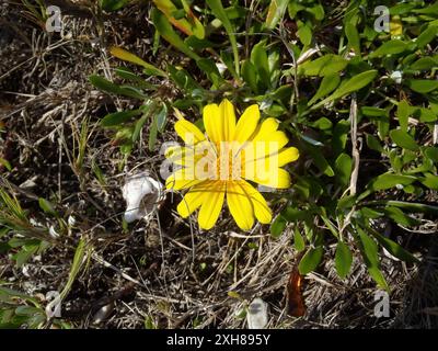 Greenleaf Trailing Gazania (Gazania rigens uniflora) , Keurboomstrand à Arch Rock : la plage marche de Keurboomstrand via Arch Rock à Grootbank en dessous de Forest Hall Banque D'Images