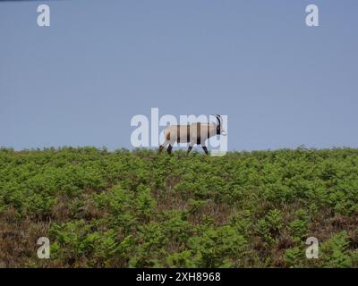 Antilope de Roan (Hippotragus equinus), Parc national de Nyika Banque D'Images