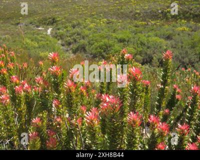 Pagode commune (Mimetes cucullatus) Zandkraal dans les contreforts nord du Langeberg Banque D'Images