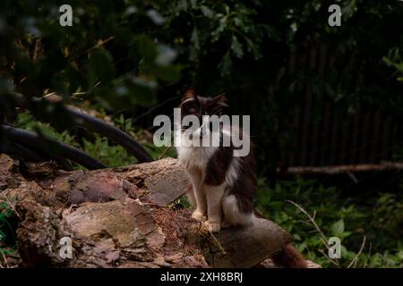 chat errant dans la nature Banque D'Images