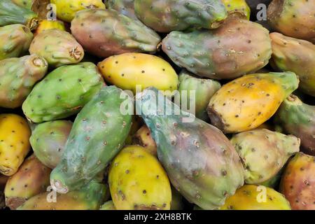 Opuntia, communément appelée poire pickly, est un genre de la famille des cactus, les Cactaceae. Les poires au pickly sont également connues sous le nom de thon (fruit), sabra, nopal ou paddl Banque D'Images