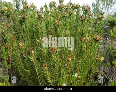 Lanceleaf Sugarbush (Protea lanceolata) réserve de Diosma aristata près de Pinnacle point Banque D'Images