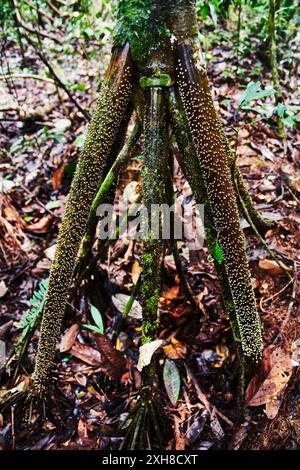 Socratea exorrhiza, ou arbre à pied, réserve de faune de Cuyabeno, forêt amazonienne, Équateur, Amérique du Sud Banque D'Images