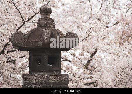 Lanterne japonaise avec fleurs de cerisier à Washington DC Banque D'Images