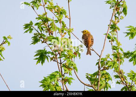 Chante d'oiseau Yellowhammer le matin (Emberiza citrinella) Banque D'Images