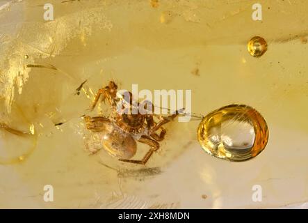 Araignée préhistorique conservée en ambre Baltique, c40m ans (c6mm de long) Banque D'Images