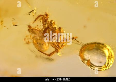 Araignée préhistorique conservée en ambre Baltique, c40m ans (c6mm de diamètre) Banque D'Images