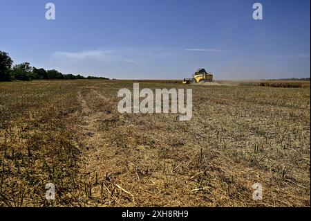 RÉGION de ZAPORIZHZHIA, UKRAINE - 11 JUILLET 2024 - Une moissonneuse-batteuse récolte du colza hivernal dans le champ de l'entreprise agricole et de production de Zhorzhovych, région de Zaporizhzhia, sud de l'Ukraine. Banque D'Images