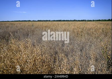 RÉGION de ZAPORIZHZHIA, UKRAINE - 11 JUILLET 2024 - le colza d'hiver prêt à être récolté se trouve dans le champ de l'entreprise agricole et de production de Zhorzhovych, région de Zaporizhzhia, dans le sud de l'Ukraine. Banque D'Images