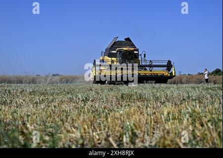 RÉGION de ZAPORIZHZHIA, UKRAINE - 11 JUILLET 2024 - Une moissonneuse-batteuse récolte du colza hivernal dans le champ de l'entreprise agricole et de production de Zhorzhovych, région de Zaporizhzhia, sud de l'Ukraine. Banque D'Images