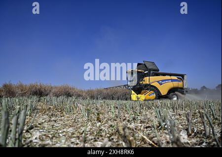 RÉGION de ZAPORIZHZHIA, UKRAINE - 11 JUILLET 2024 - Une moissonneuse-batteuse récolte du colza hivernal dans le champ de l'entreprise agricole et de production de Zhorzhovych, région de Zaporizhzhia, sud de l'Ukraine. Banque D'Images