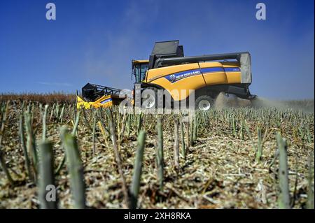 RÉGION de ZAPORIZHZHIA, UKRAINE - 11 JUILLET 2024 - Une moissonneuse-batteuse récolte du colza hivernal dans le champ de l'entreprise agricole et de production de Zhorzhovych, région de Zaporizhzhia, sud de l'Ukraine. Banque D'Images