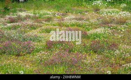 Un champ coloré de trèfles blancs et roses, Trifolium repens et Trifolium pratense. Banque D'Images