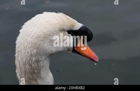 Gros plan de la tête d'un cygne qui sort de l'eau, les gouttes sont encore sur les plumes dans le cou. Profondeur de champ étroite, concentrez-vous sur la Wate Banque D'Images