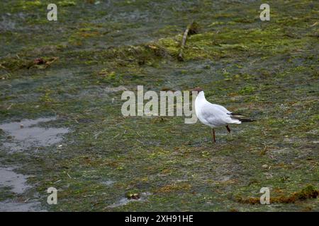 Un mouette à tête noire marche à travers le marais, à la recherche de nourriture. La tête colorée chocolat et le bec rouge de l'oiseau sont des caractéristiques importantes de th Banque D'Images