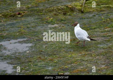 Un mouette à tête noire marche à travers le marais, à la recherche de nourriture. La tête colorée chocolat et le bec rouge de l'oiseau sont des caractéristiques importantes de th Banque D'Images