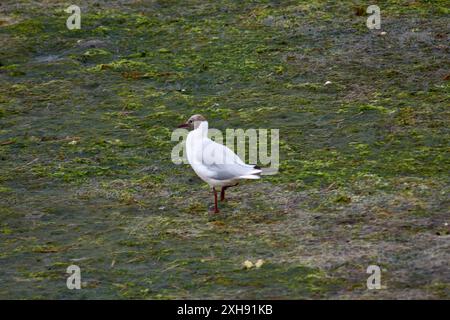 Un mouette à tête noire marche à travers le marais, à la recherche de nourriture. La tête colorée chocolat et le bec rouge de l'oiseau sont des caractéristiques importantes de th Banque D'Images