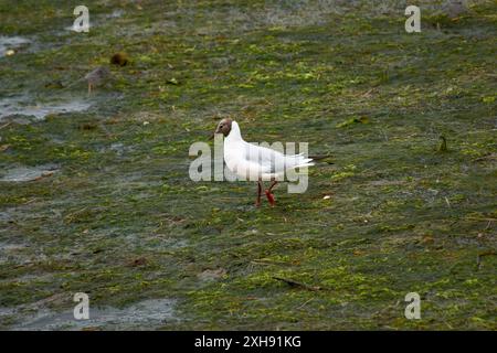 Un mouette à tête noire marche à travers le marais, à la recherche de nourriture. La tête colorée chocolat et le bec rouge de l'oiseau sont des caractéristiques importantes de th Banque D'Images