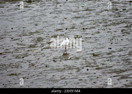 Un mouette à tête noire marche à travers le marais, à la recherche de nourriture. La tête colorée chocolat et le bec rouge de l'oiseau sont des caractéristiques importantes de th Banque D'Images